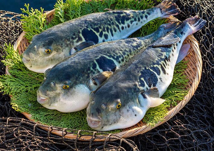 日本産フグプロモーションのレポート」in オーストラリア | 一般社団